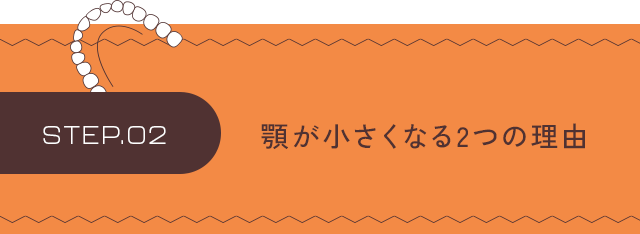 【ステップ2：顎が小さくなる2つの理由】