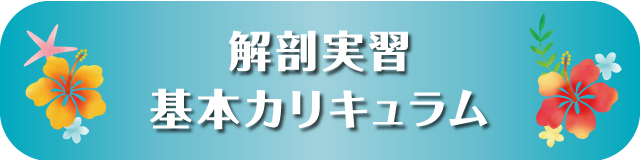 解剖実習基本カリキュラム